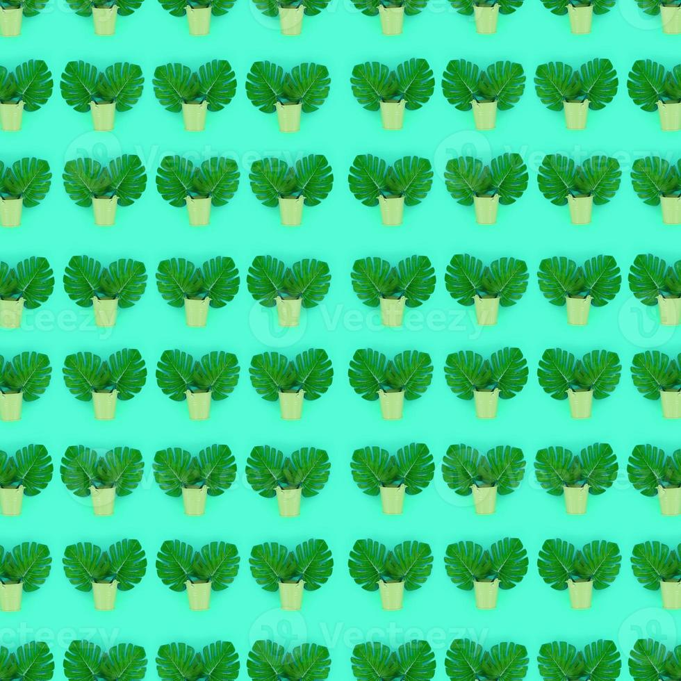 Tropical palm monstera leaves lies in a pastel pails on a colored background. Flat lay trendy minimal pattern. Top view photo