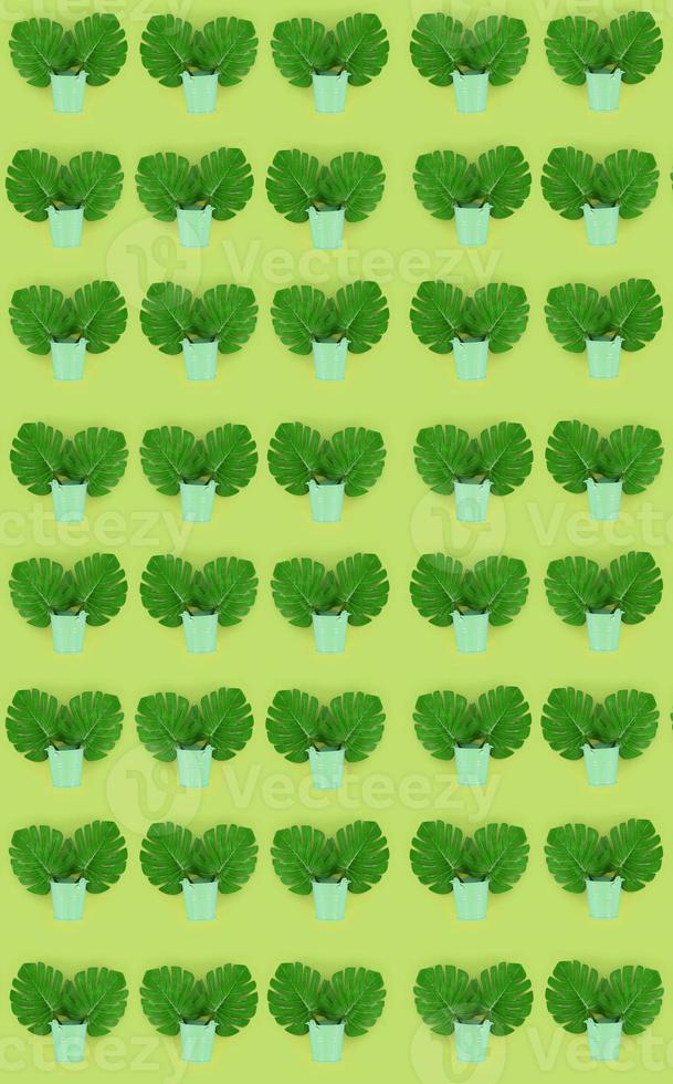 Tropical palm monstera leaves lies in a pastel pails on a colored background. Flat lay trendy minimal pattern. Top view photo