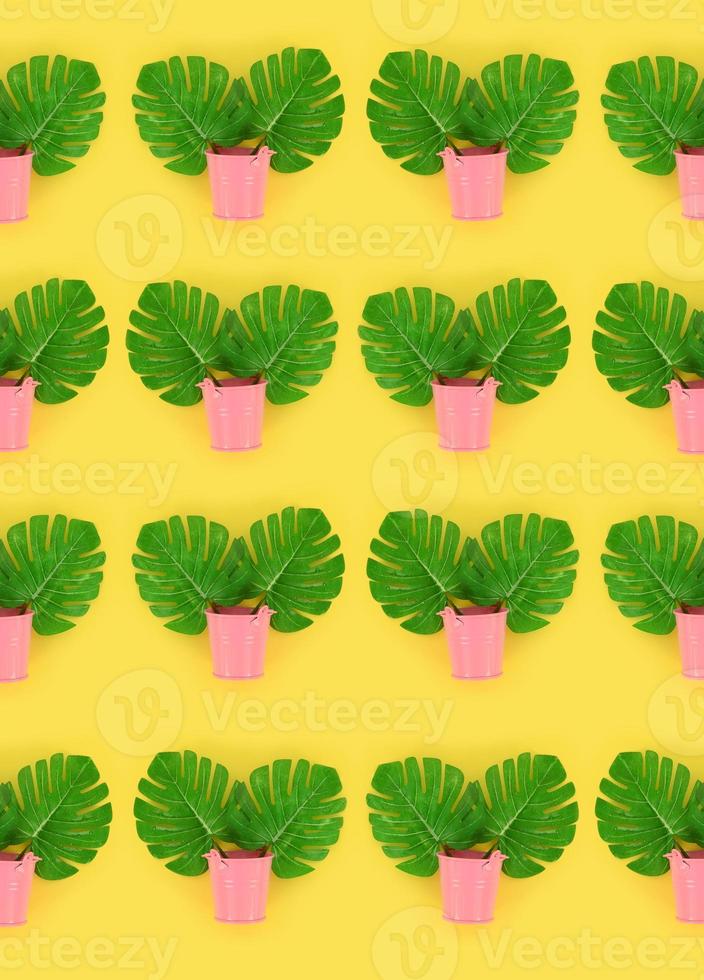 Tropical palm monstera leaves lies in a pastel pails on a colored background. Flat lay trendy minimal pattern. Top view photo