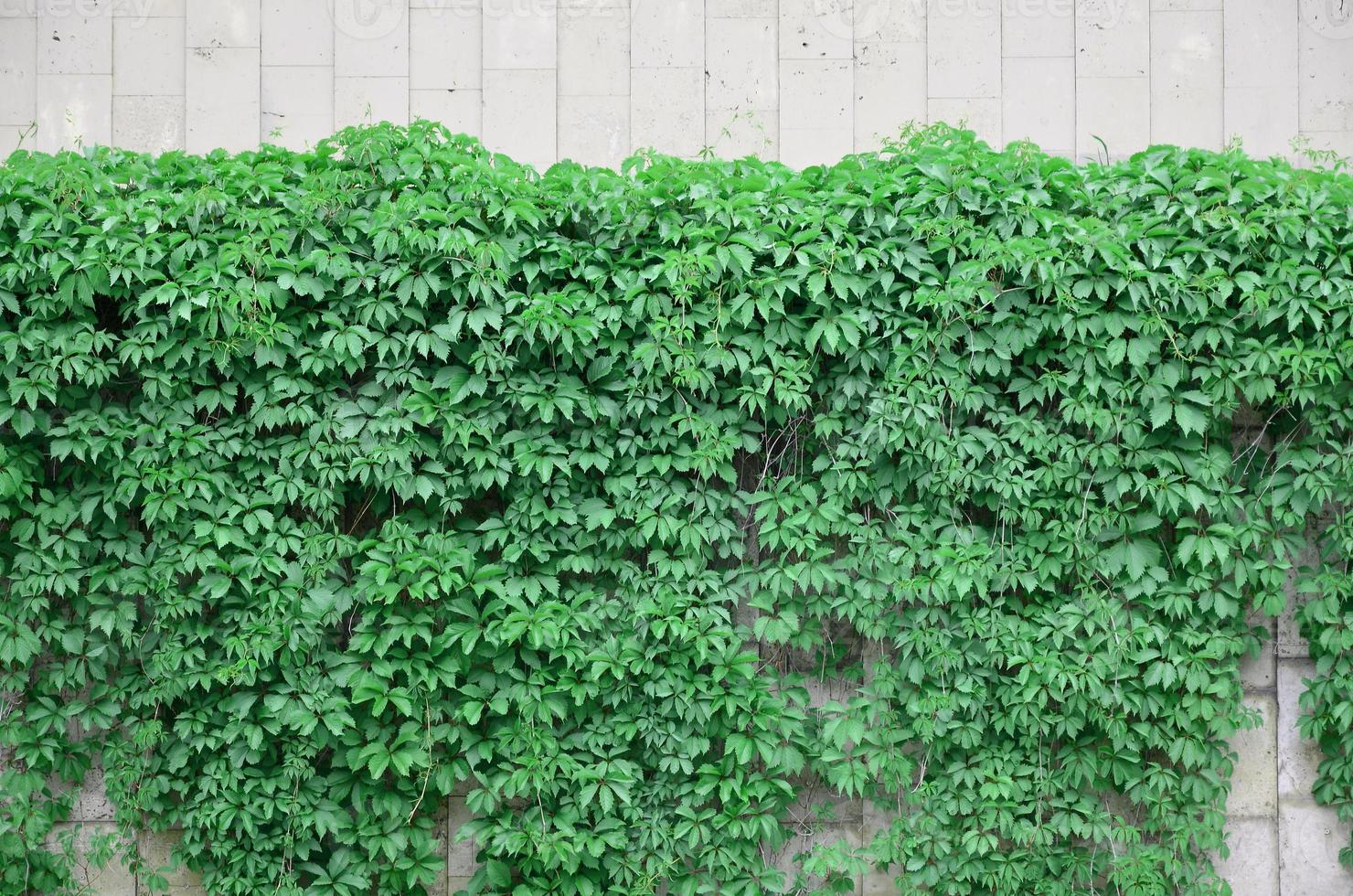 la hiedra verde crece a lo largo de la pared beige de azulejos pintados. textura de densos matorrales de hiedra silvestre foto