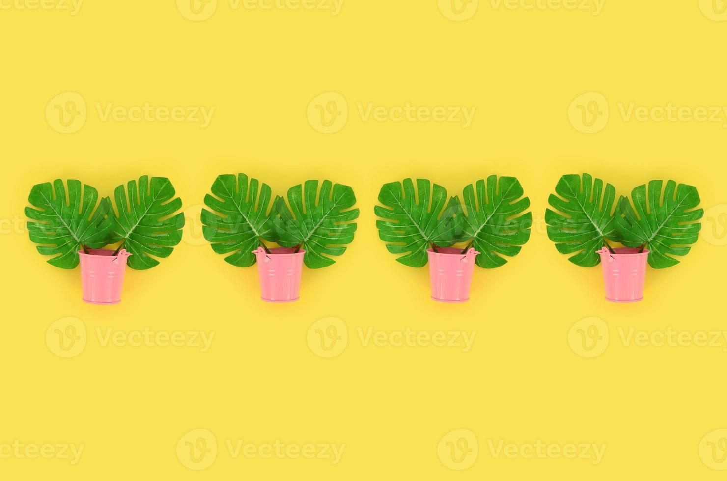 Tropical palm monstera leaves lies in a pastel pails on a colored background. Flat lay trendy minimal pattern. Top view photo