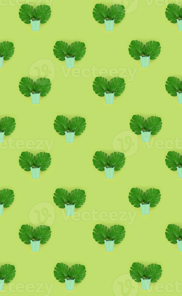 Tropical palm monstera leaves lies in a pastel pails on a colored background. Flat lay trendy minimal pattern. Top view photo