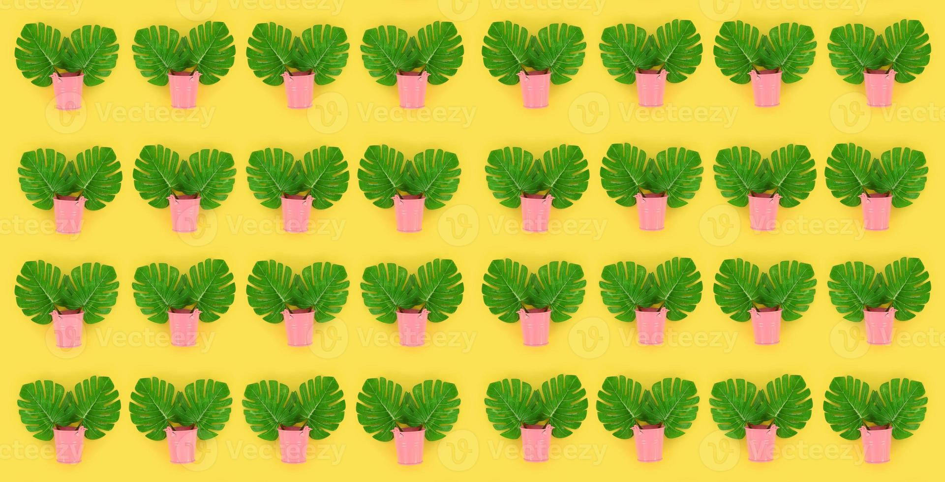 Tropical palm monstera leaves lies in a pastel pails on a colored background. Flat lay trendy minimal pattern. Top view photo