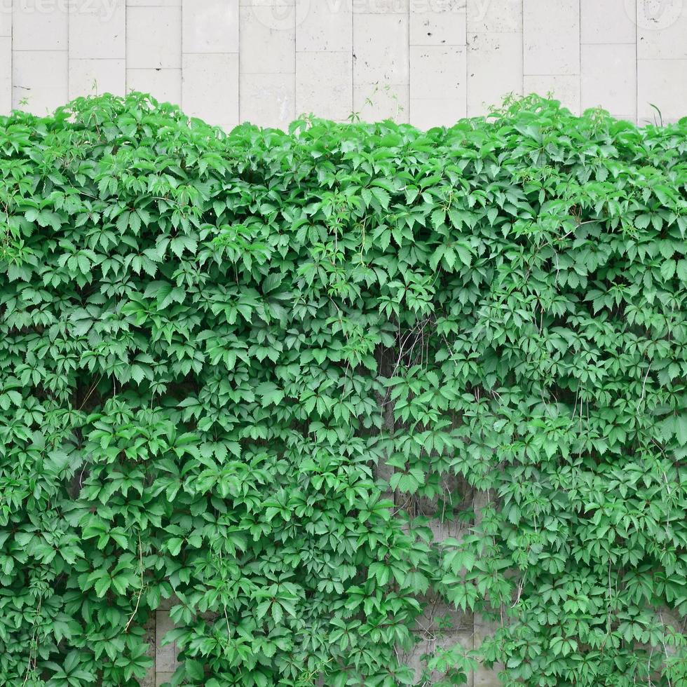 la hiedra verde crece a lo largo de la pared beige de azulejos pintados. textura de densos matorrales de hiedra silvestre foto