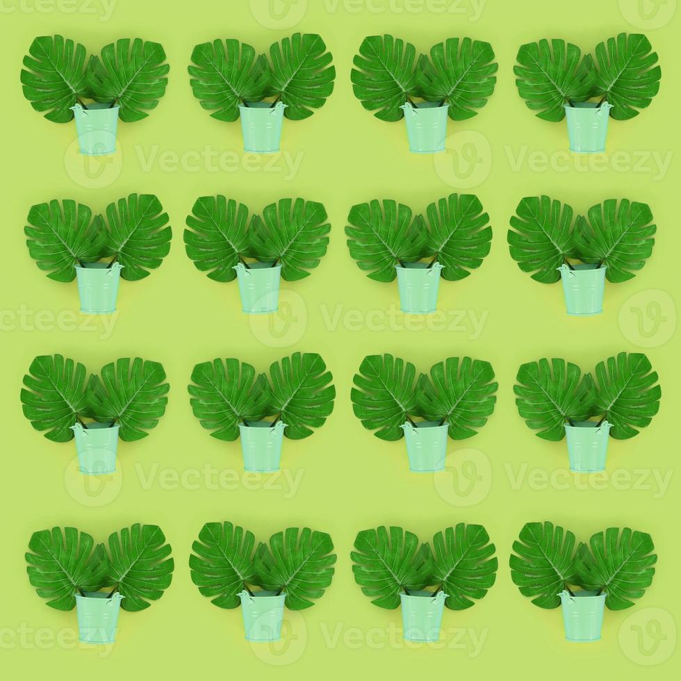 Tropical palm monstera leaves lies in a pastel pails on a colored background. Flat lay trendy minimal pattern. Top view photo