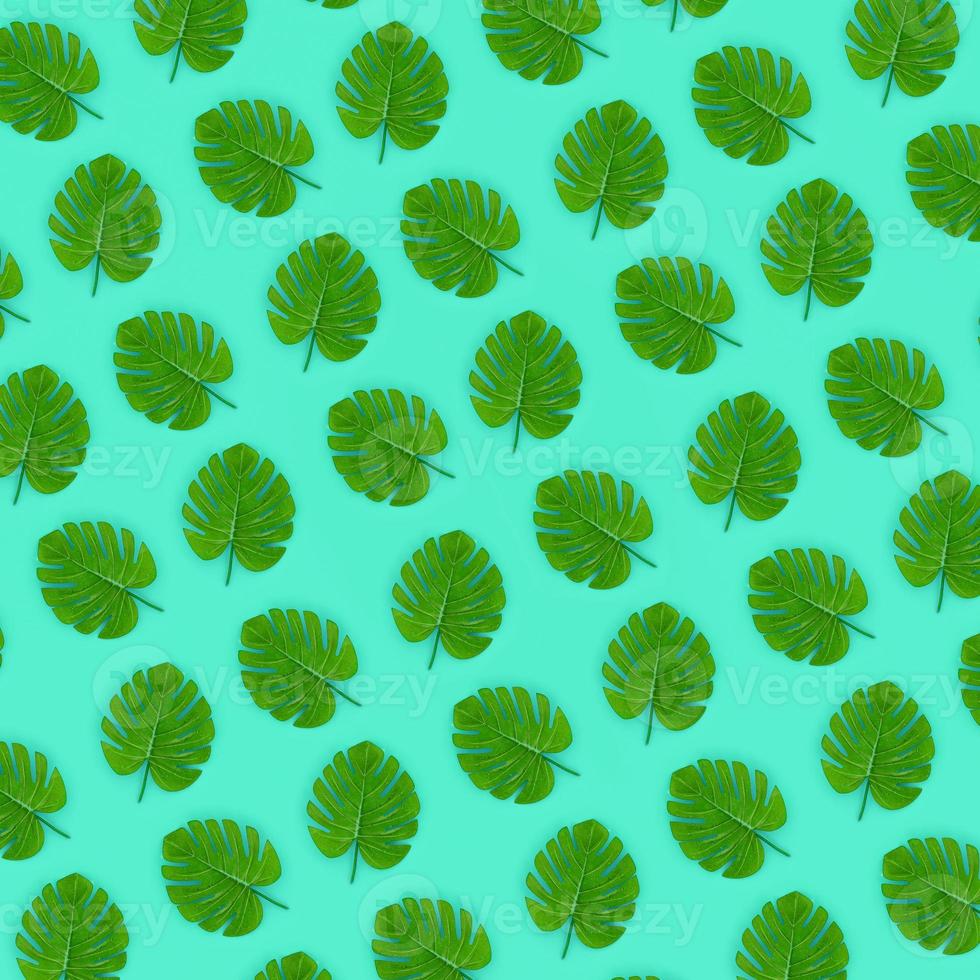 Tropical palm monstera leaves lies on a pastel colored paper. Nature summer concept pattern. Flat lay composition. Top view photo