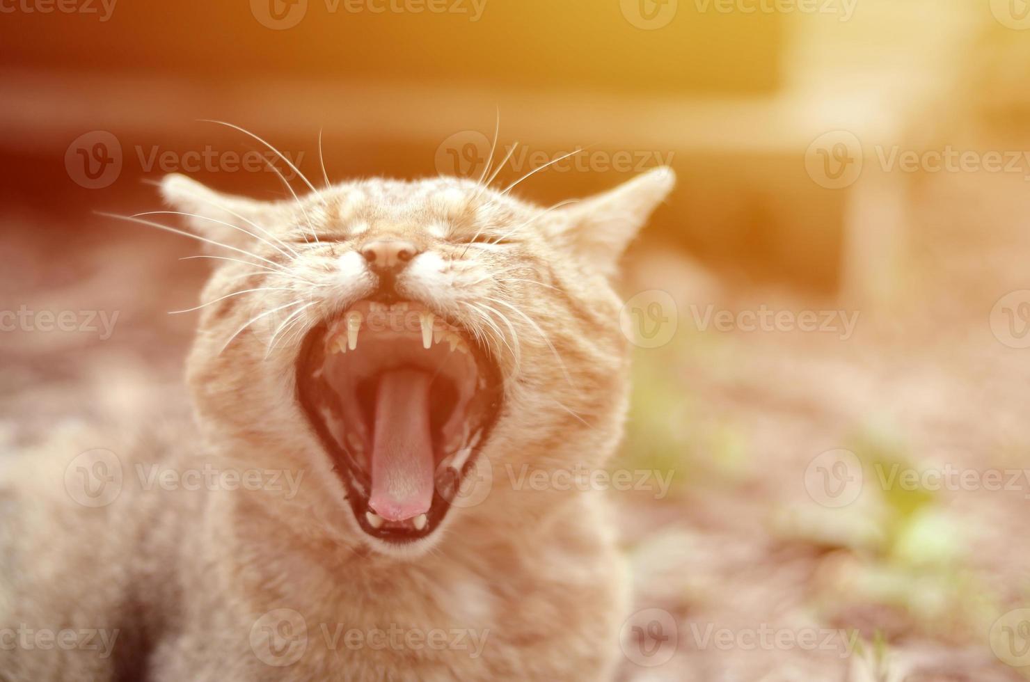 Brown tabby domestic cat yawning on blurred green yard photo