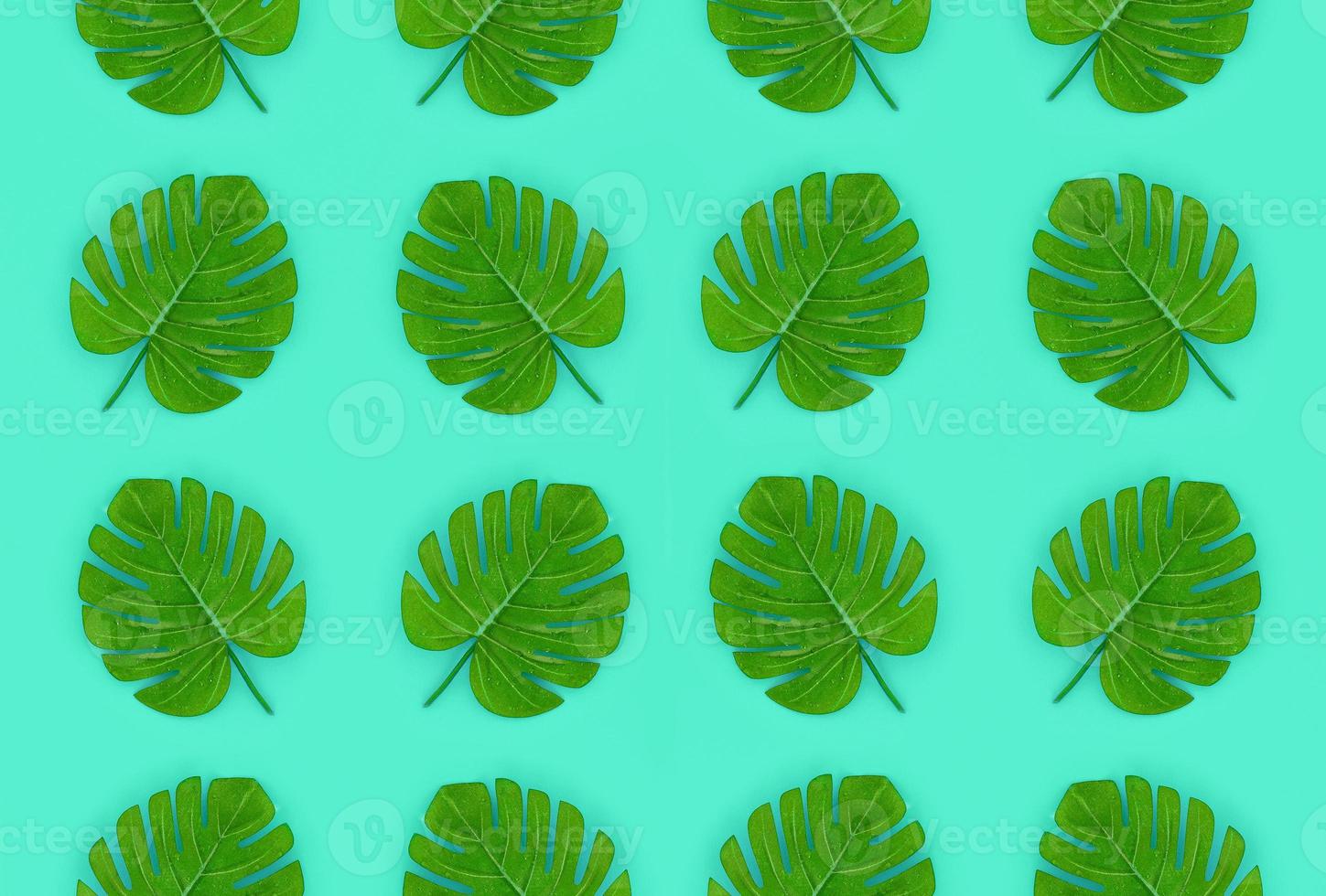 Tropical palm monstera leaves lies on a pastel colored paper. Nature summer concept pattern. Flat lay composition. Top view photo