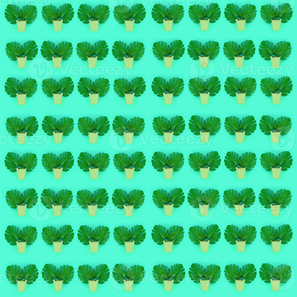 Tropical palm monstera leaves lies in a pastel pails on a colored background. Flat lay trendy minimal pattern. Top view photo