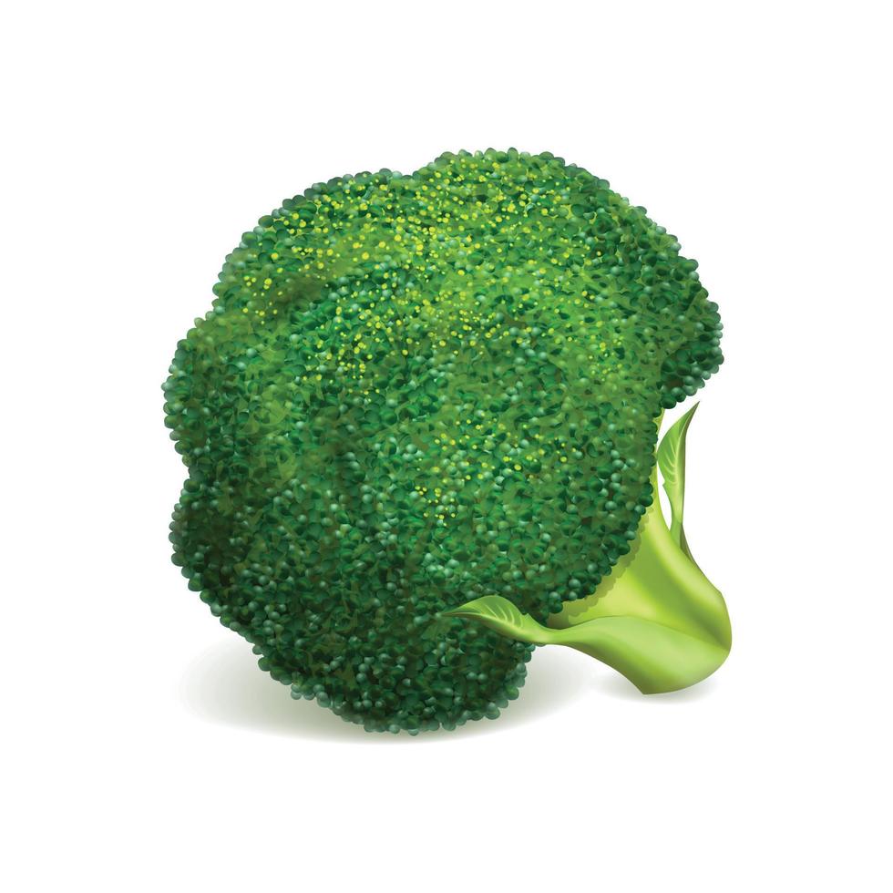 Green broccoli icon, realistic style vector