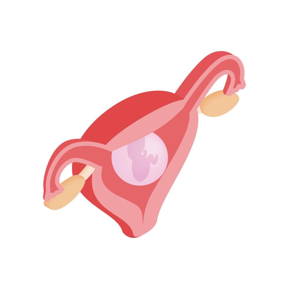 Female uterus isometric 3d icon vector