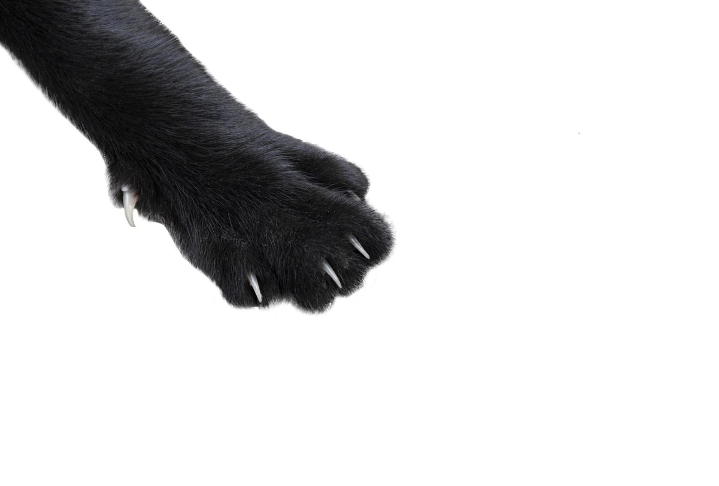 Close up black cat feet isolated on white background photo