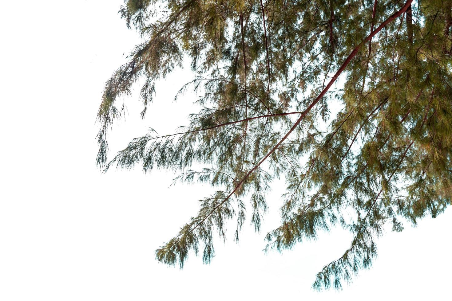Leaf isolation on white background photo