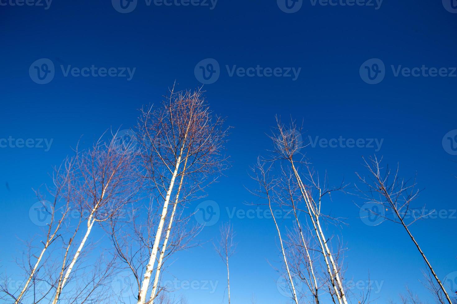 Trees and sky photo