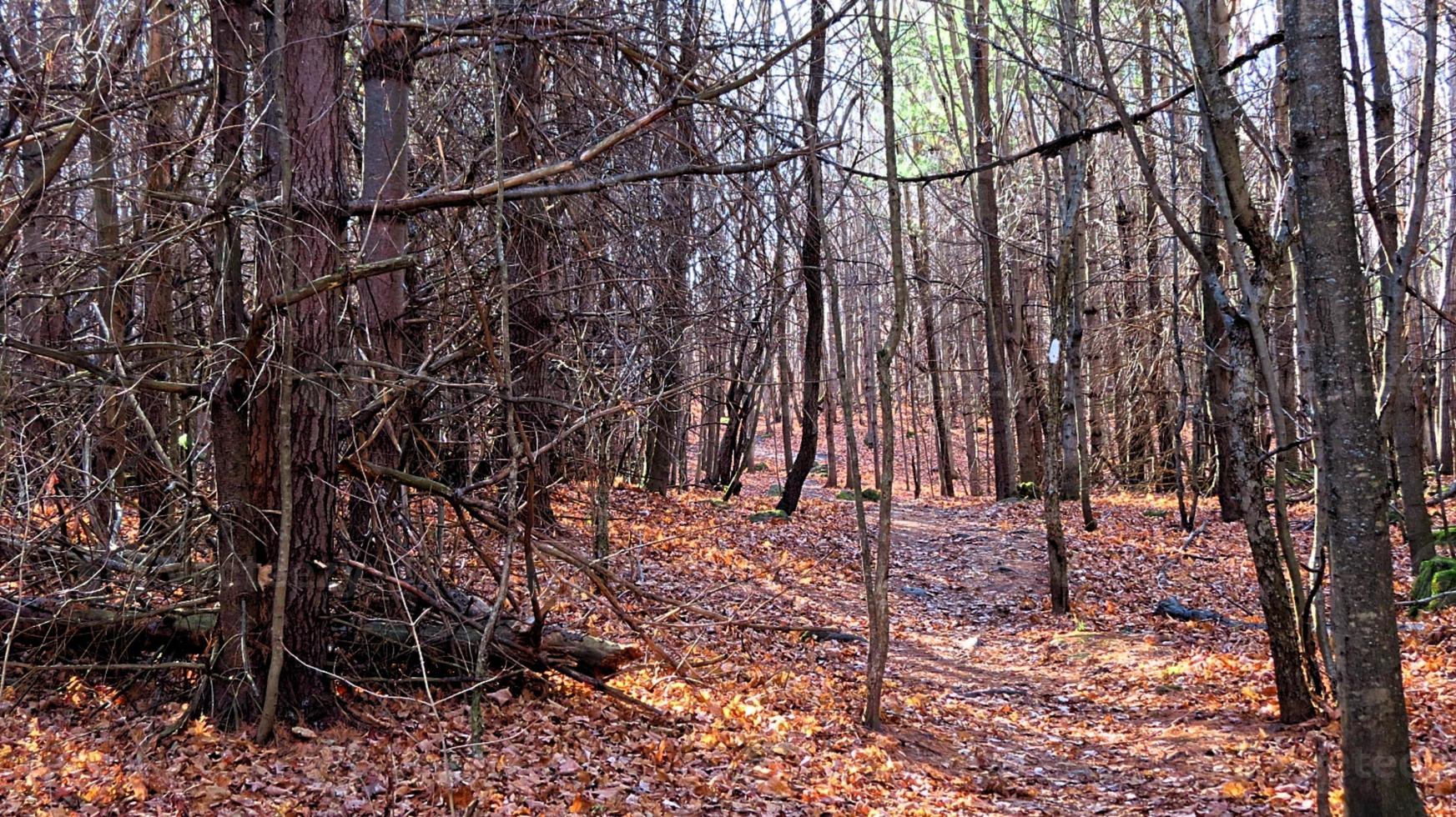 forest for the trees photo