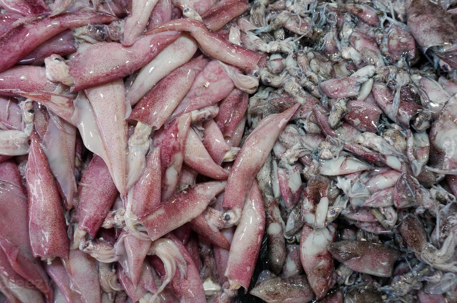 Fresh Squid on a market stall. Closeup fresh squid on the market. photo