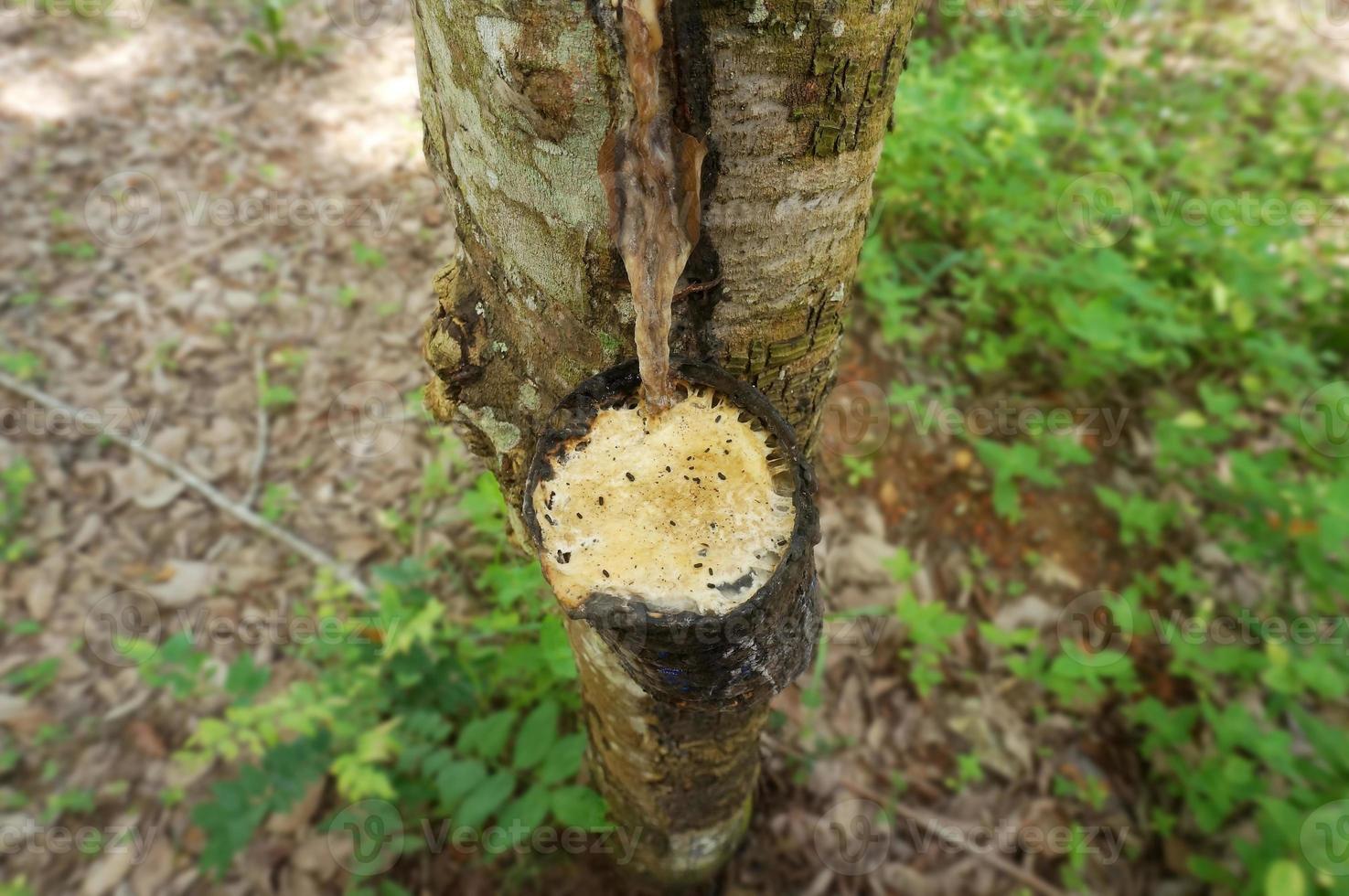 Rubber tree plantation. Milky latex extracted from rubber tree . Selective Focus. photo