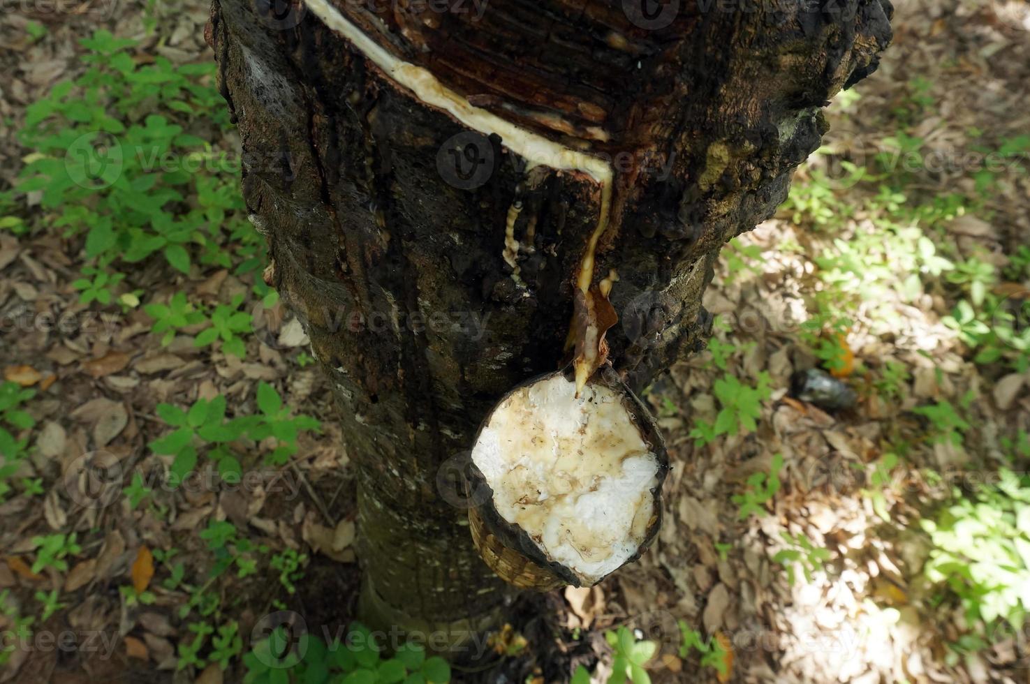 Rubber tree plantation. Milky latex extracted from rubber tree . Selective Focus. photo