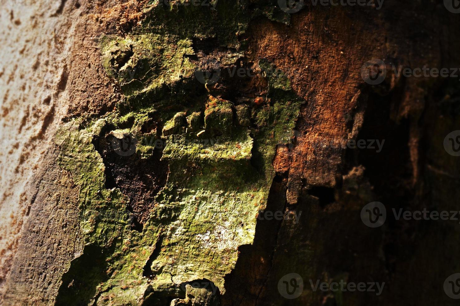 Closeup Tree Bark Texture For Background , Old Wood Tree background, Selective Focus photo
