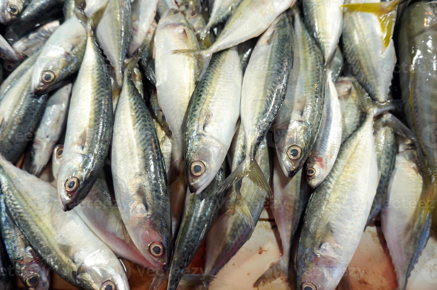 caballa o kembung, este pescado tiene un mayor contenido nutricional y un precio más asequible que el salmón. foto