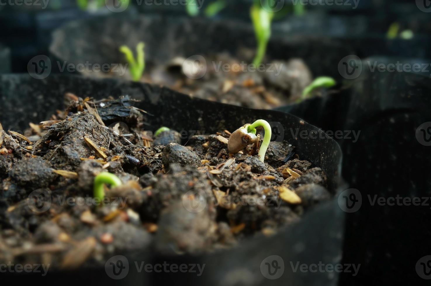 The close up of shoots water spinach grow in polybags photo