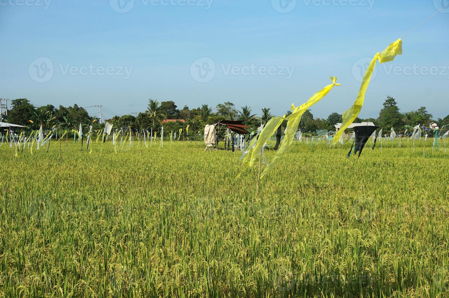 los arrozales están decorados con plástico para repeler a los pájaros. campo de arroz. foto