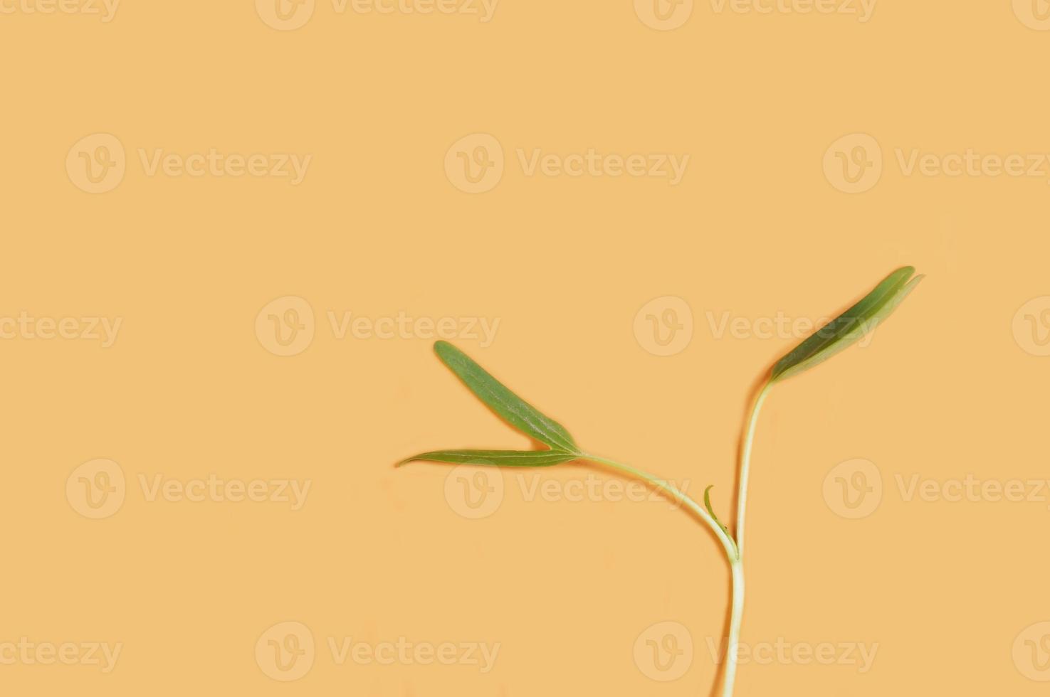 Shoots of water spinach leaves isolated on yellow background. photo