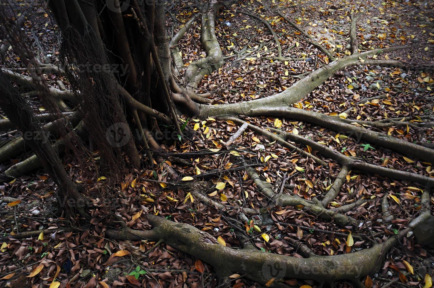 Banyan tree roots with dry leaves photo