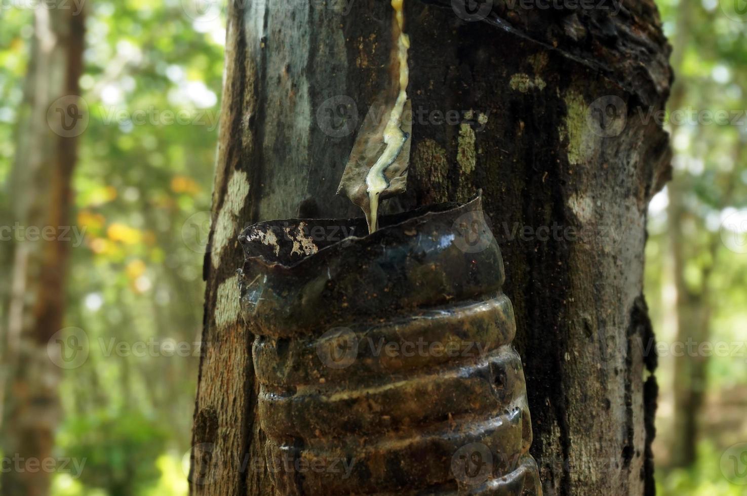 Rubber tree plantation. Milky latex extracted from rubber tree . Selective Focus. photo