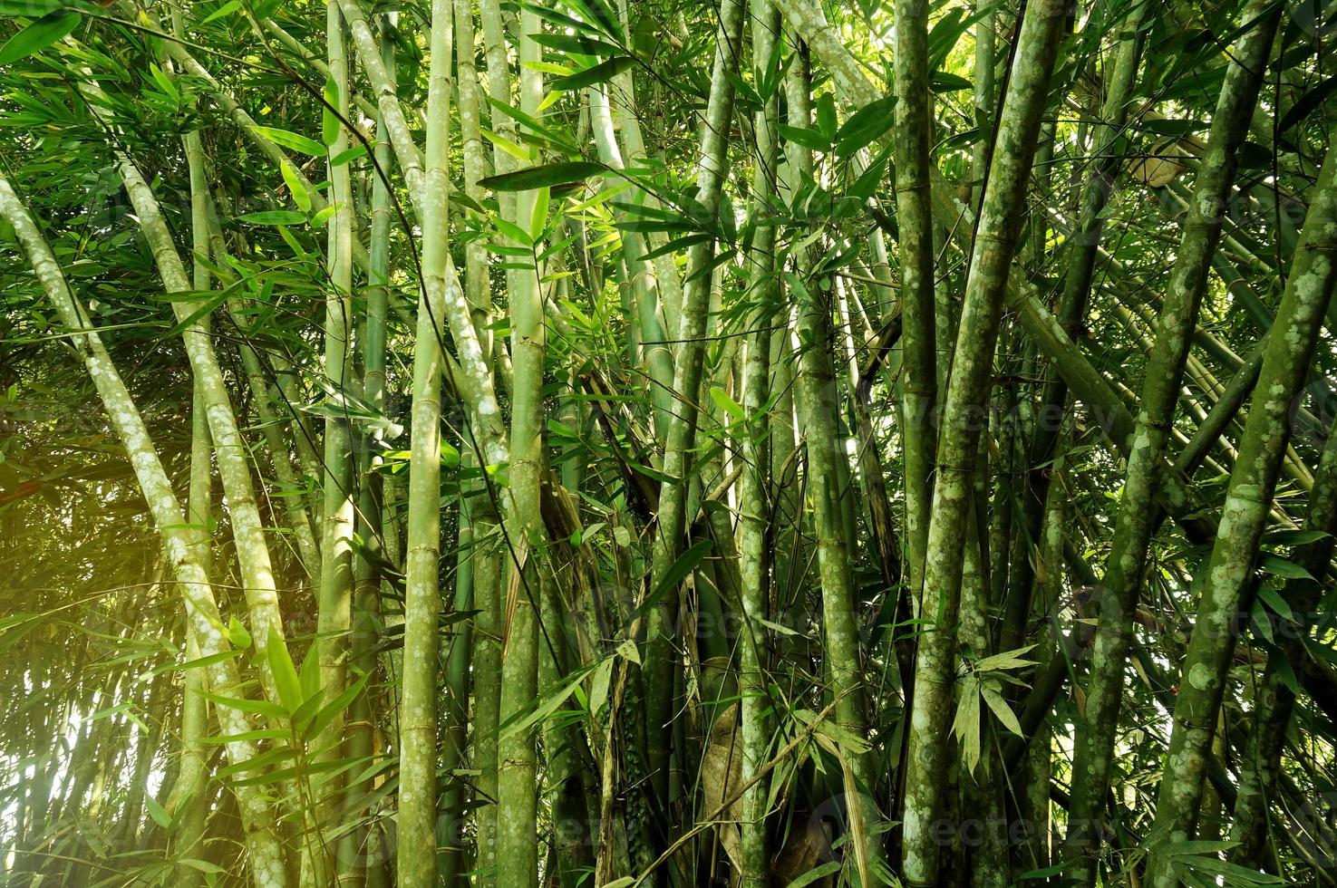 bosque de bambú asiático con luz solar matutina. foto