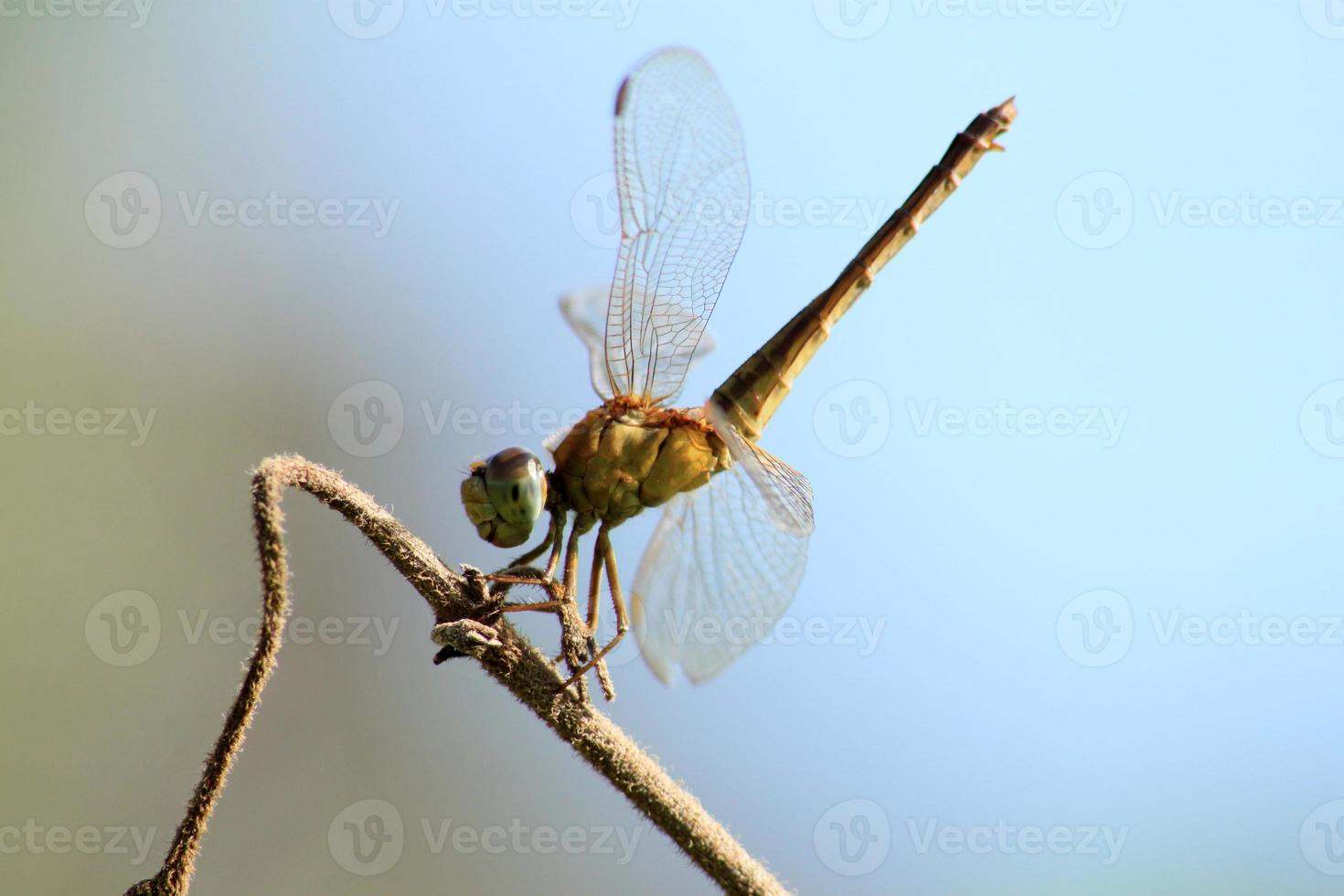 Close up  dragonfly with bokeh blurred background. Selective and soft focus. Macro Photography photo