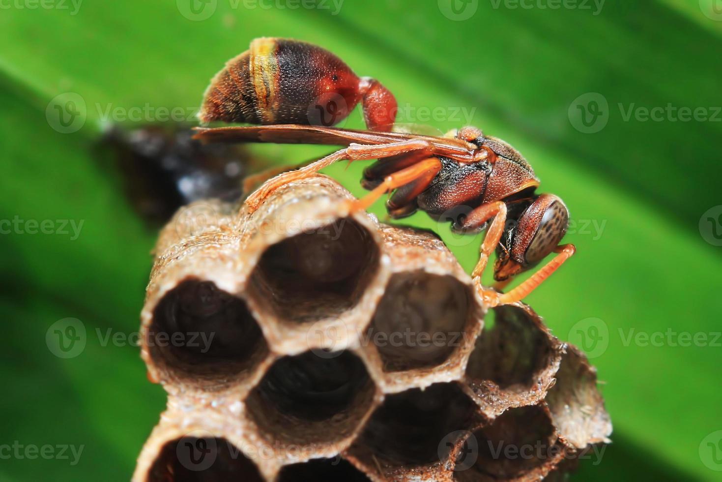 Macro shot of brown wasp in the nest. Selective Focus. Macro photography. photo