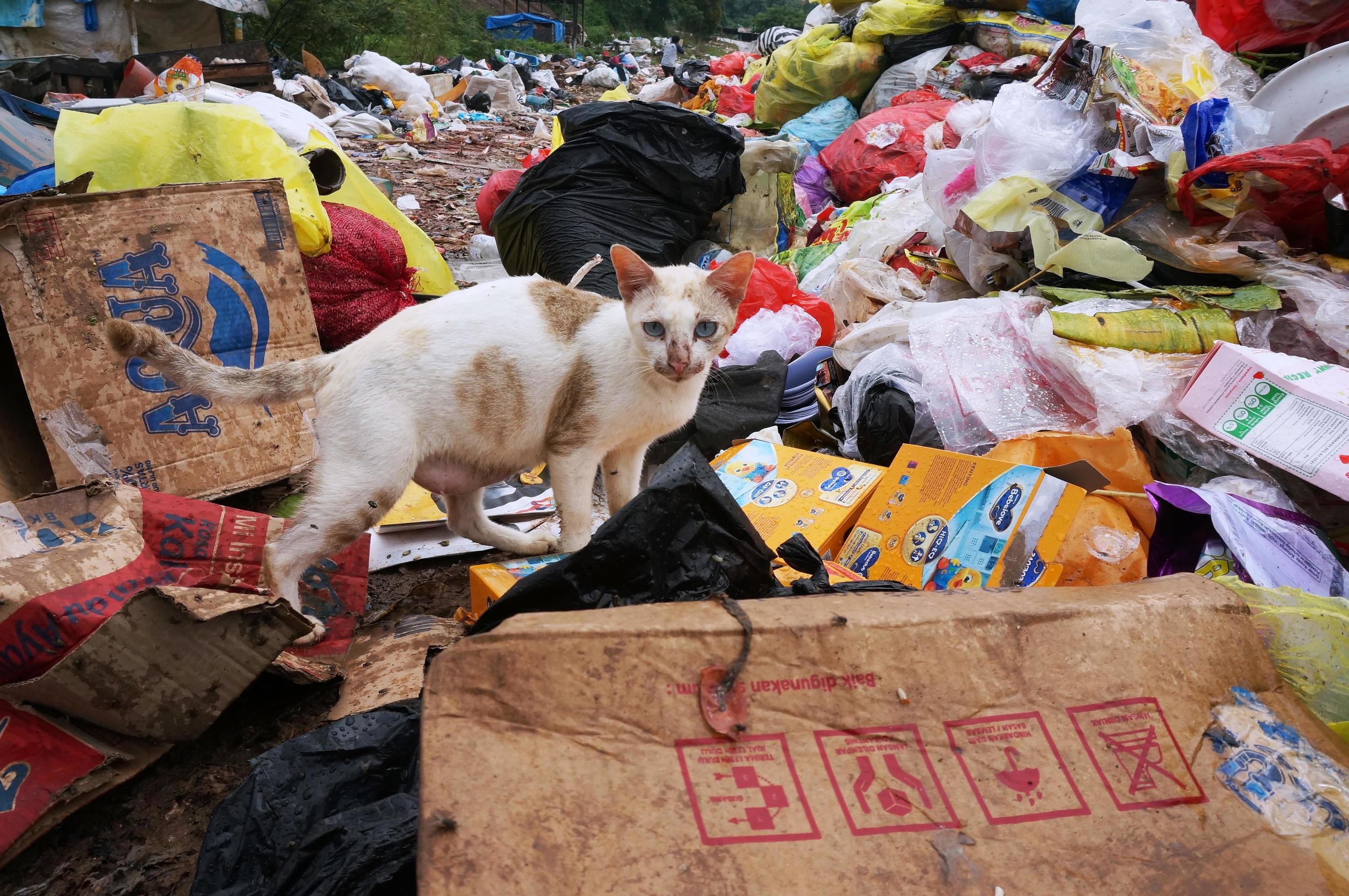 Sangatta, East Kalimantan,Indonesia, 03 August 2020 Dirty stray cat