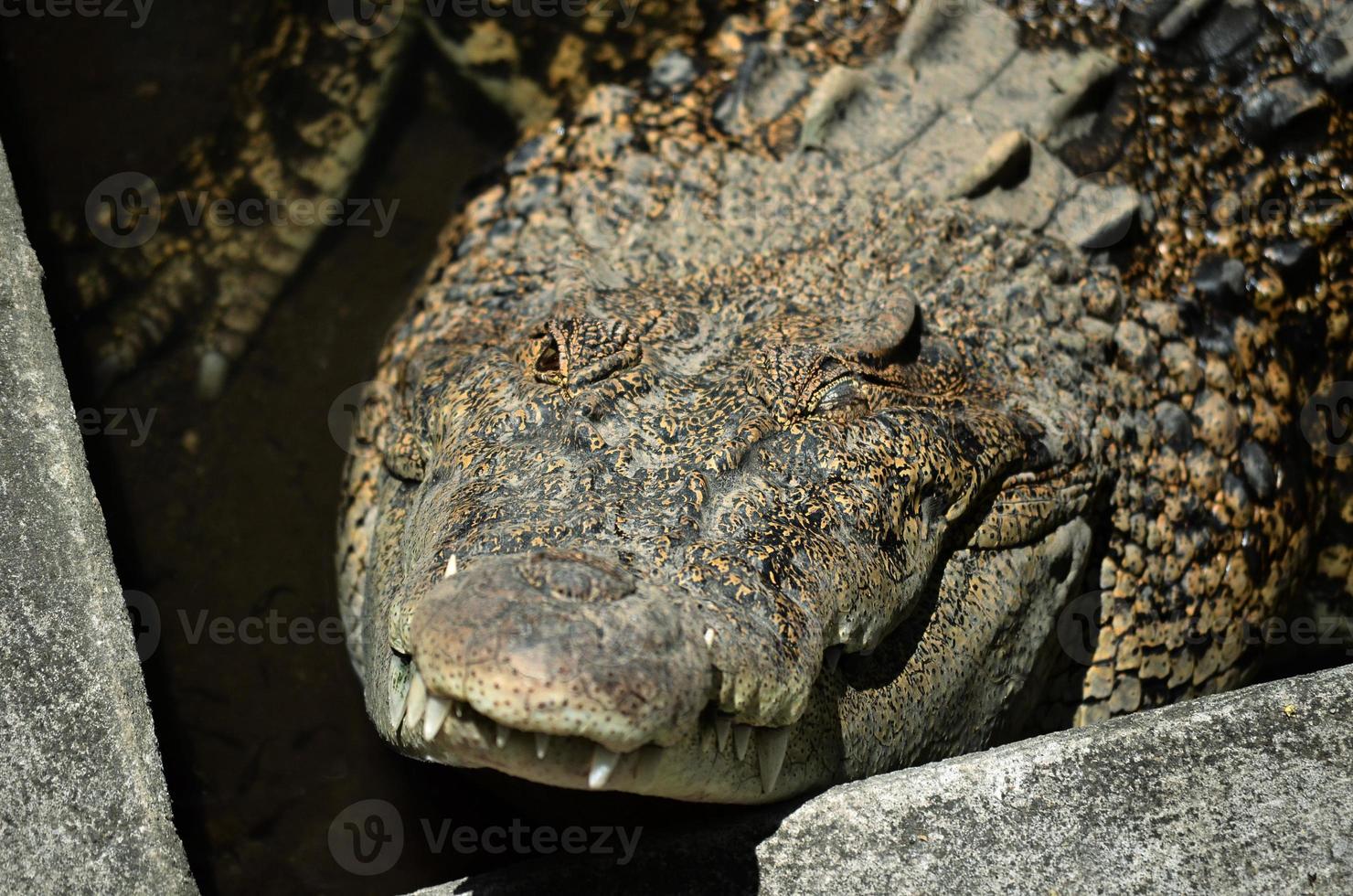 Closeup crocodiles are sunbathing in the zoo. photo