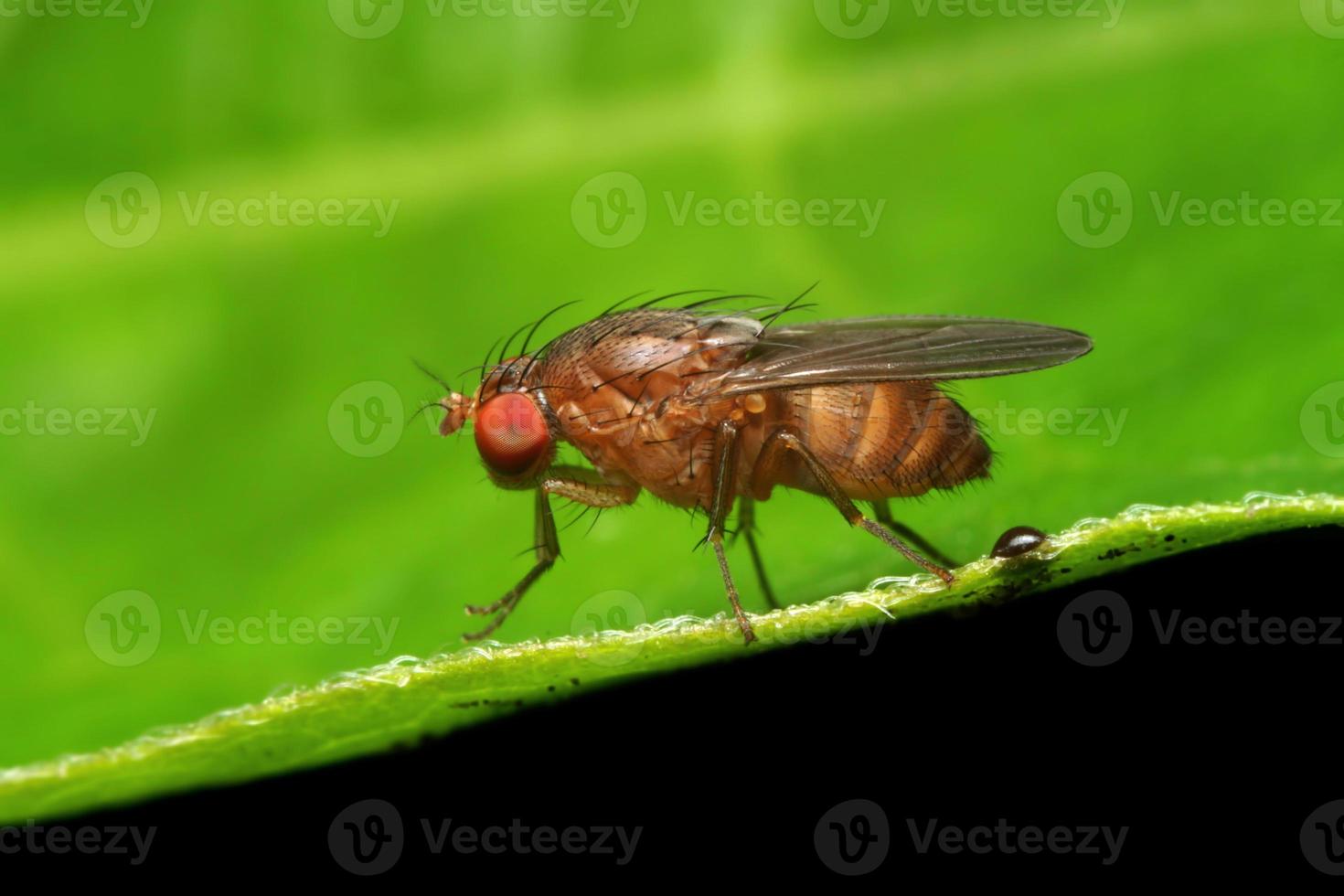 Macro shot of fruits fly. Selective Focus. Macro Photography. photo