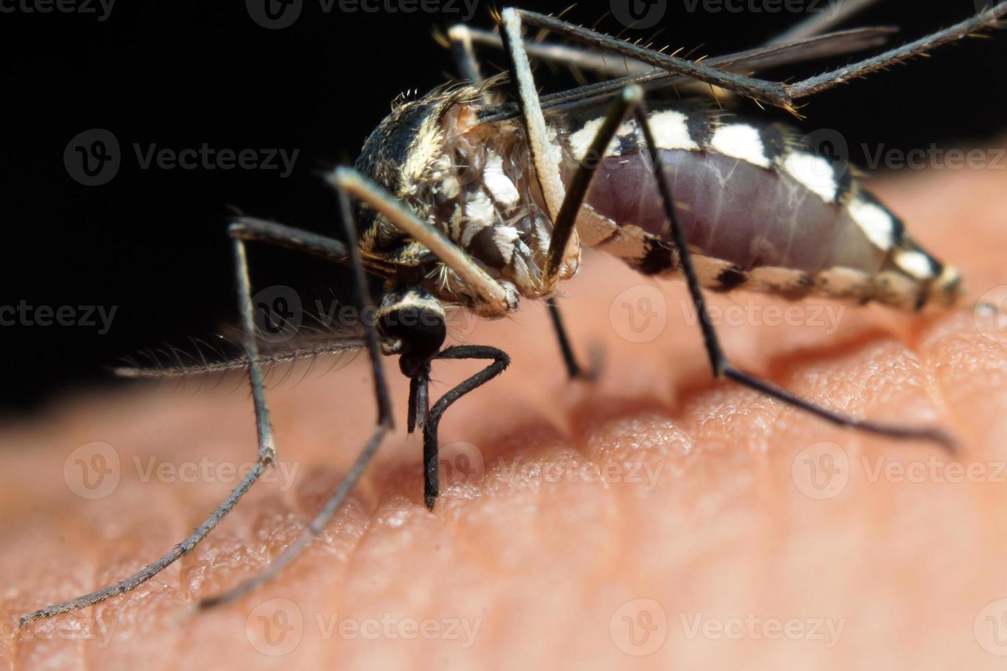 Macro shot of blood sucking insect, The mosquito sucks blood. Selective focus. Macro photography. photo