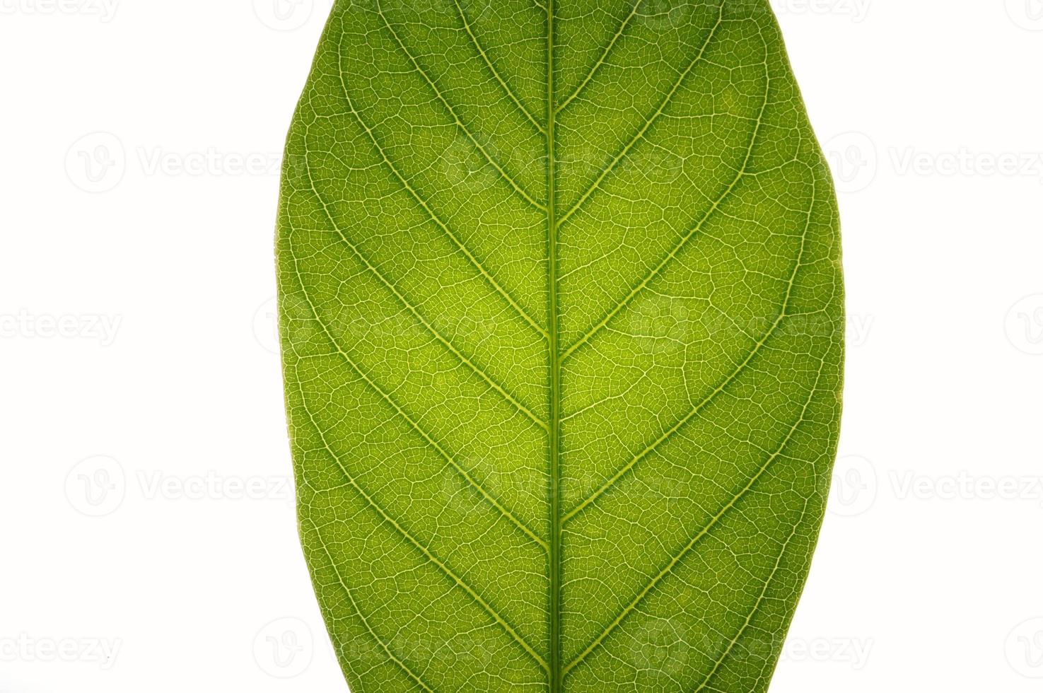 Leaf detail and texture isolated on white background. photo