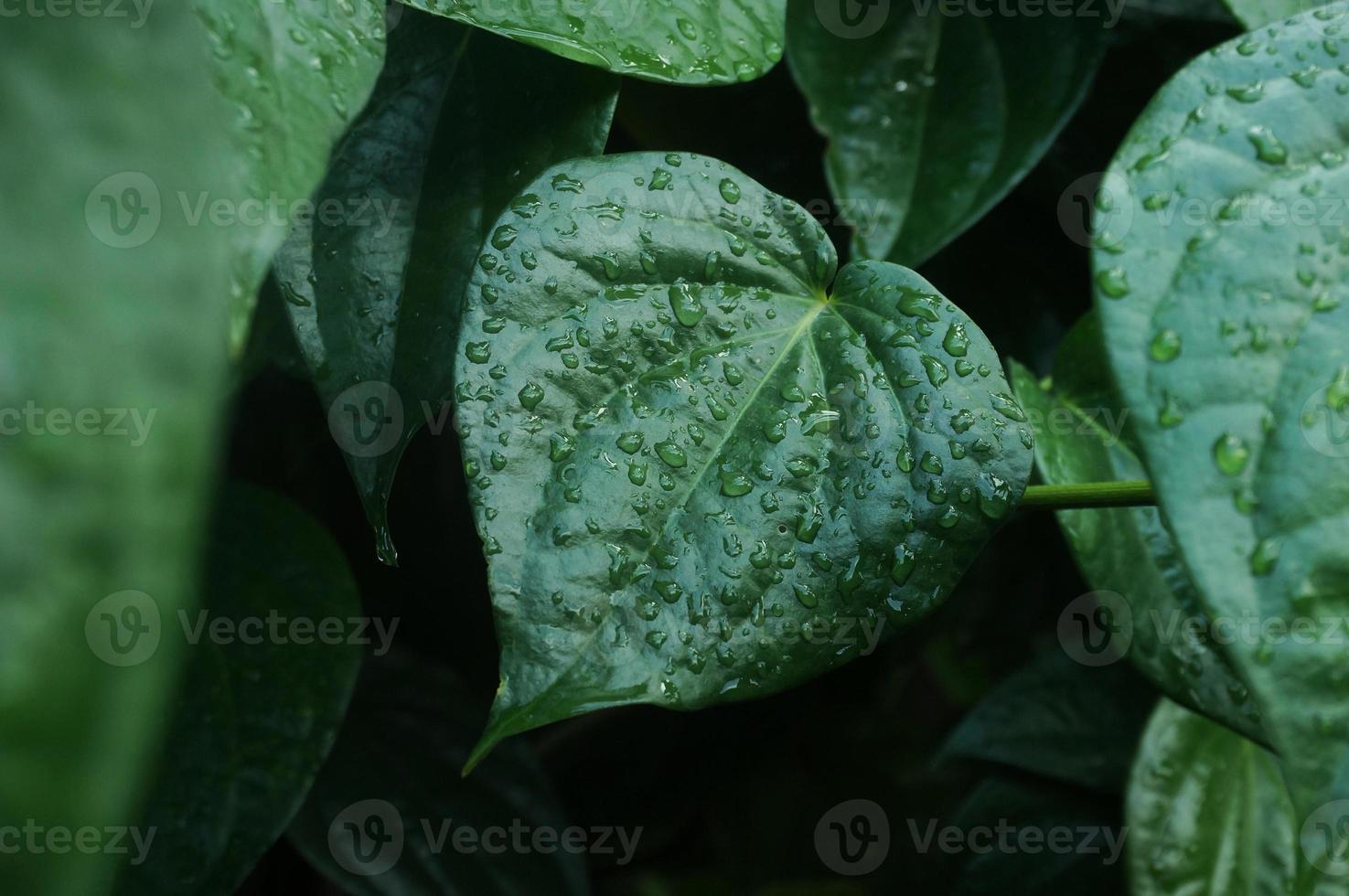 daun sirih or betel leaf photo