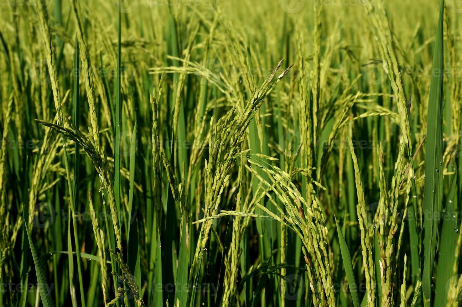 Close up of yellow green rice field with selective focus. photo