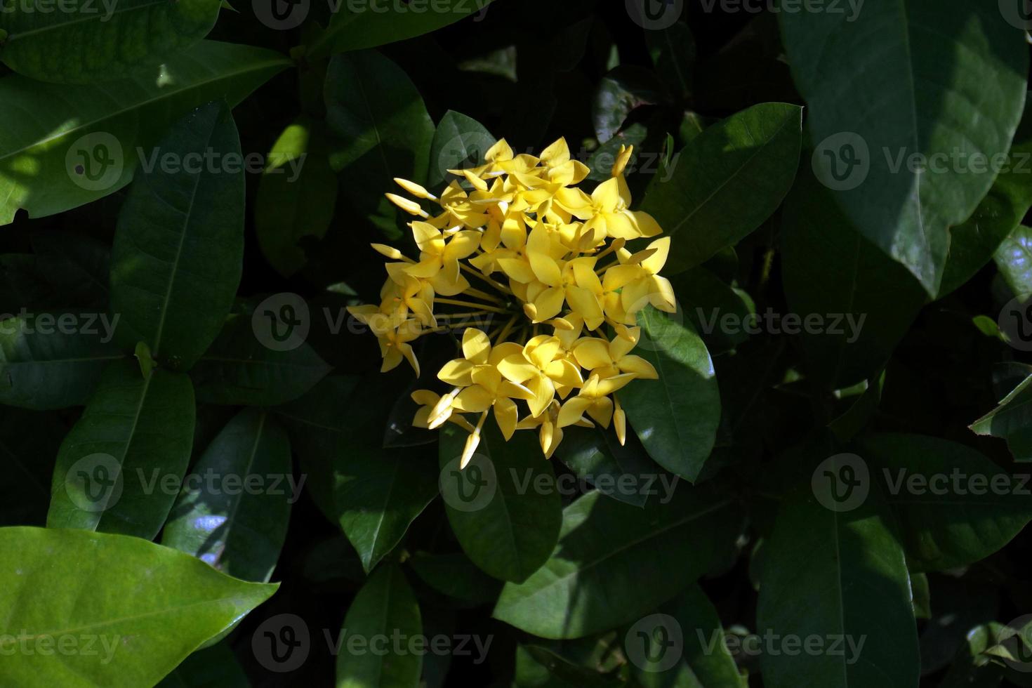 ashoka or Ixori Yellow Flower in the garden photo