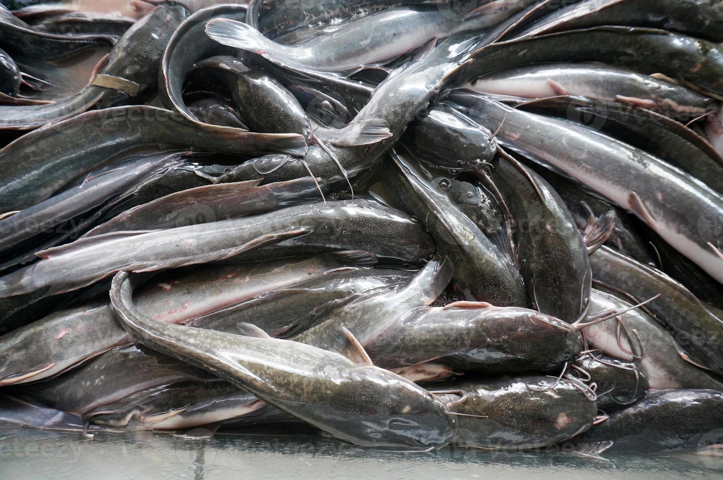 Live cat fish on a market stall. Closeup live cat fish on the market. photo