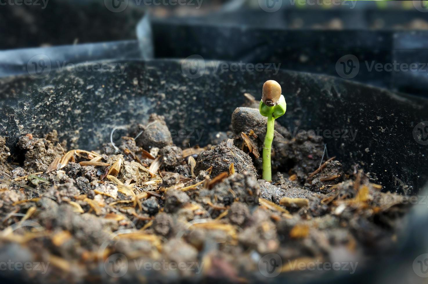 Water spinach sprouts and Germination of spinach in polybag. Selective focus. photo