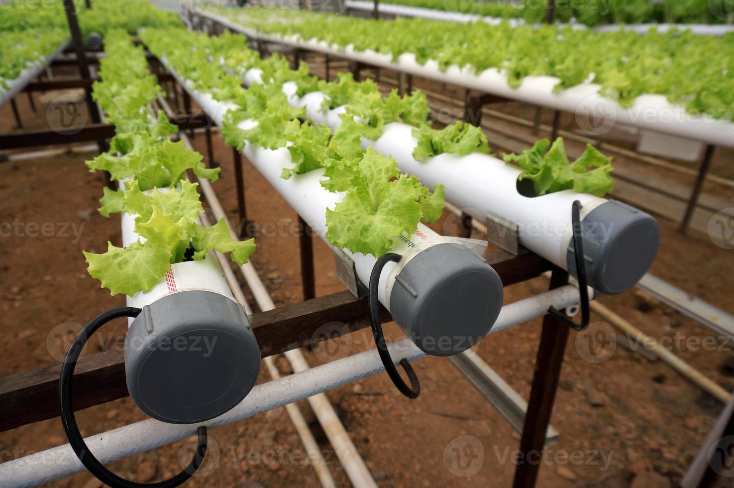 Hydroponic lettuce in hydroponic pipe. Hydroponic vegetable farm. photo