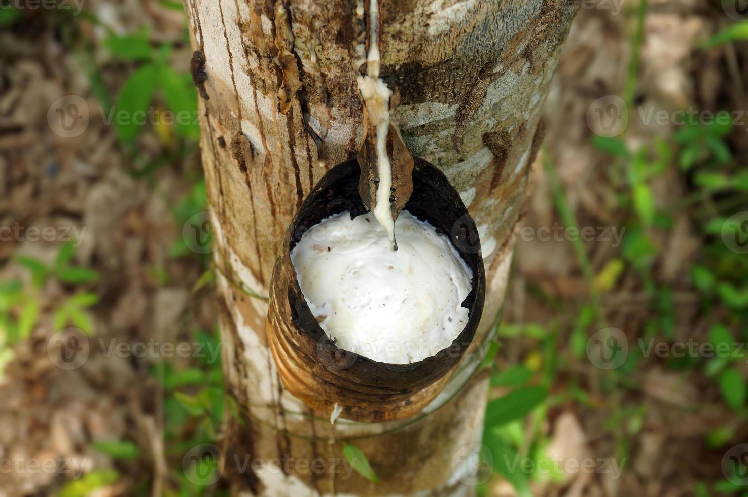 Rubber tree plantation. Milky latex extracted from rubber tree . Selective Focus. photo