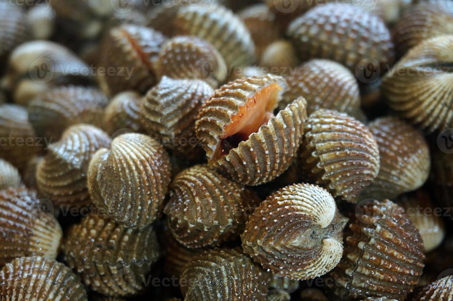 Fresh blood cockle or blood clam on a market stall. Closeup fresh blood cockle or blood clam on the market. Selective focus. photo
