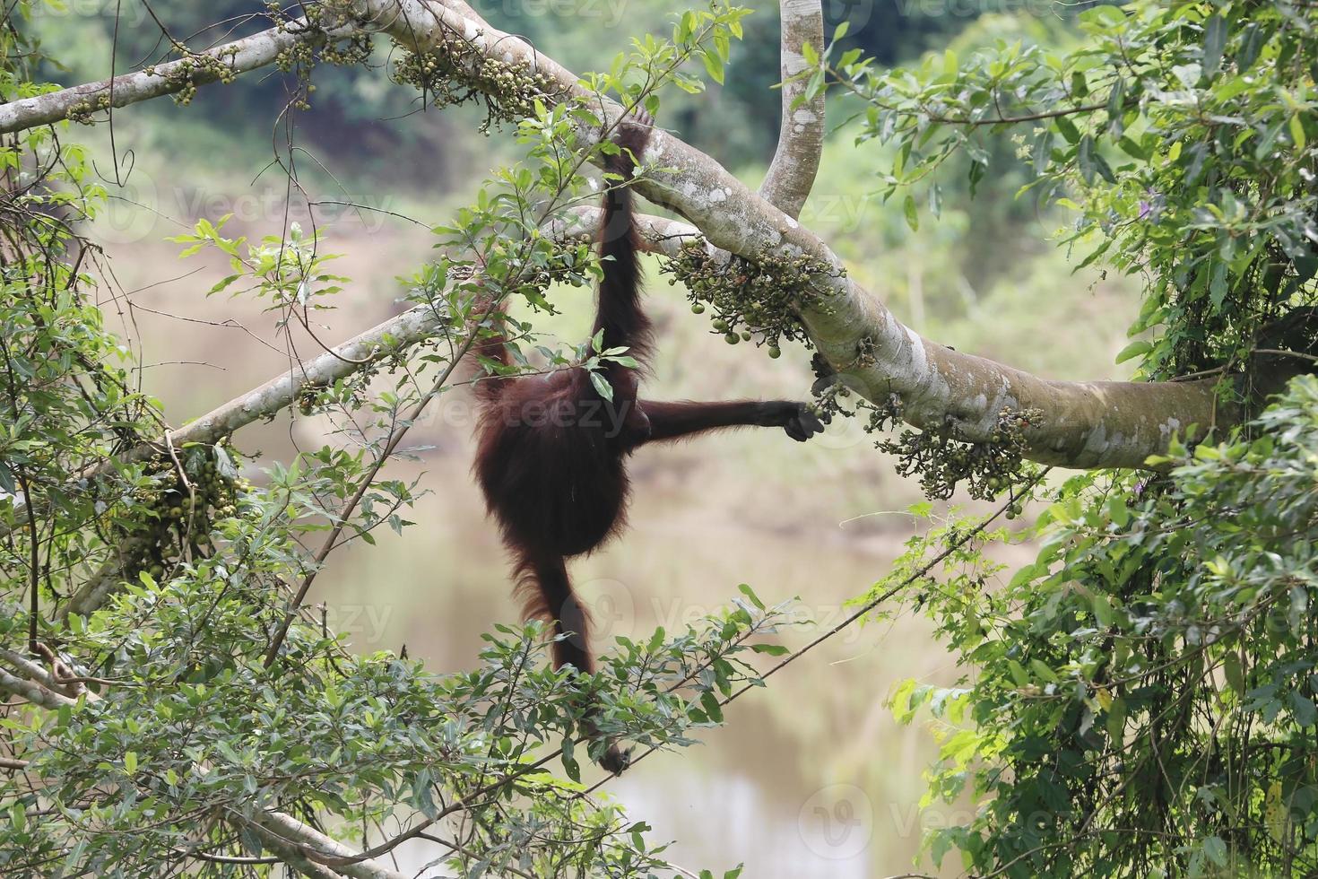 madre orangután con bebé en los árboles. ubicación en el parque nacional de kutai, kalimantan oriental, indonesia. enfoque selectivo. foto