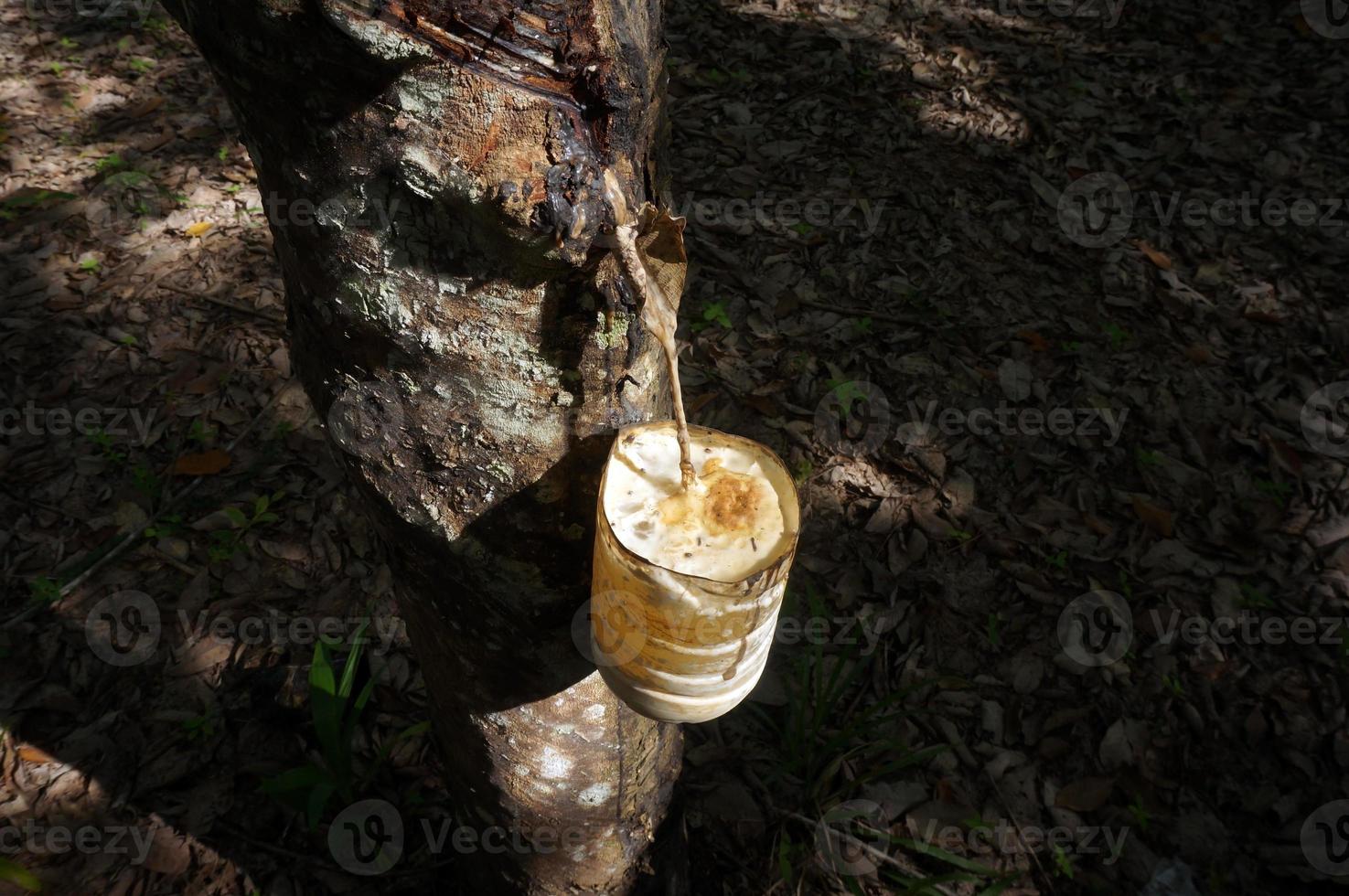 Rubber tree plantation. Milky latex extracted from rubber tree . Selective Focus. photo