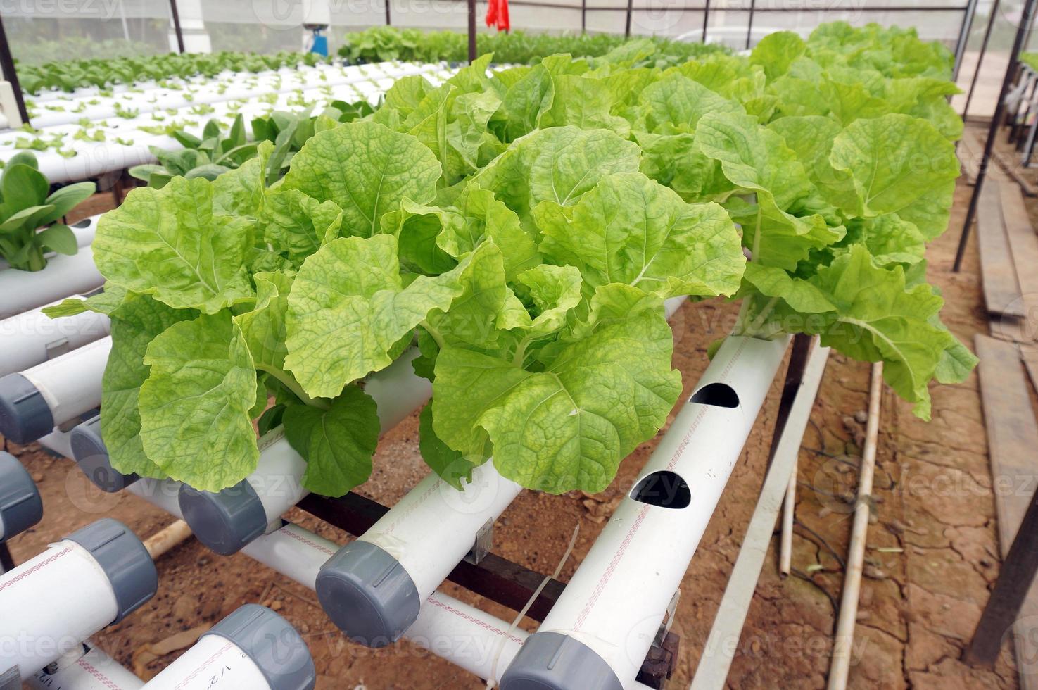 Samhong in hydroponic pipe. Hydroponic vegetable farm. photo