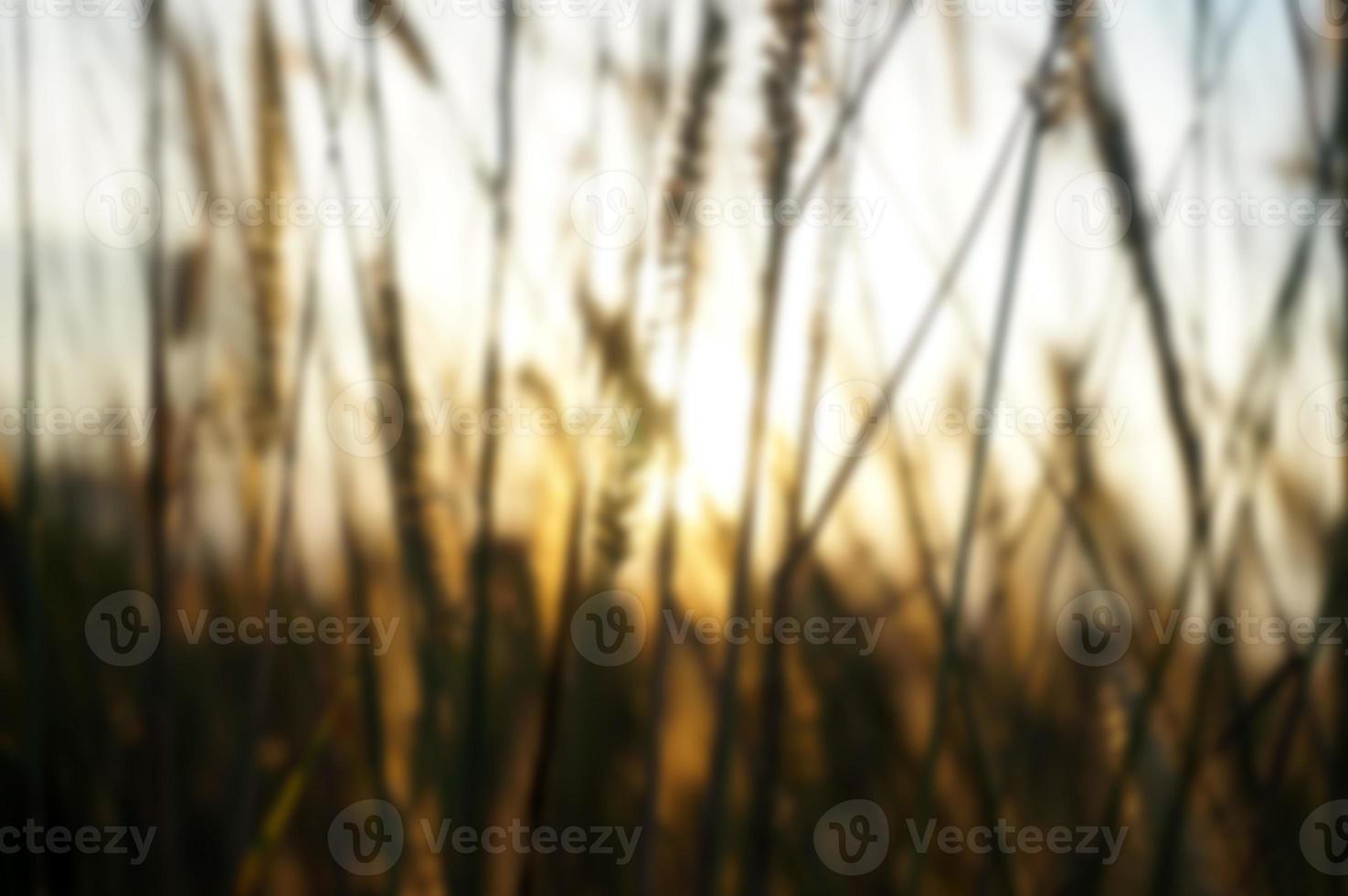 Defocused dry grass reeds stalks blowing in the wind at golden sunset light horizontal blurred, out of focus photo