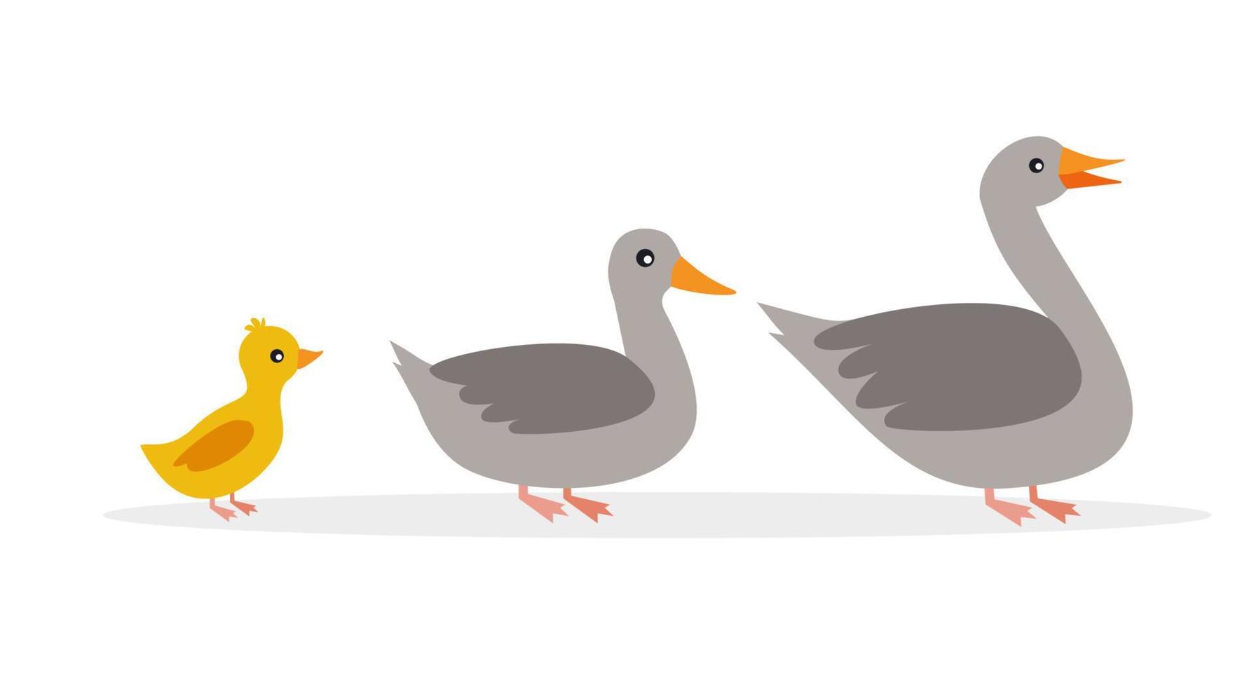 Mom duck with ducklings in cartoon flat style. Vector isolate on a white background. Wild ducks.